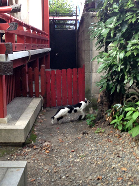 CAT PHOTO：秋葉神社