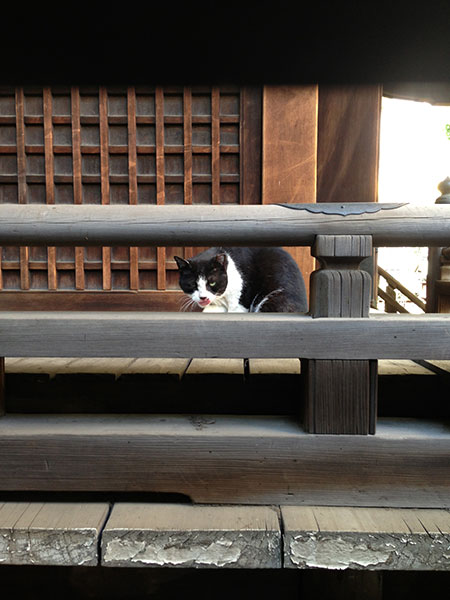 CAT PHOTO：柳森神社