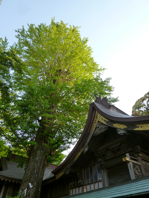 OTHER PHOTO：佐倉 麻賀多神社