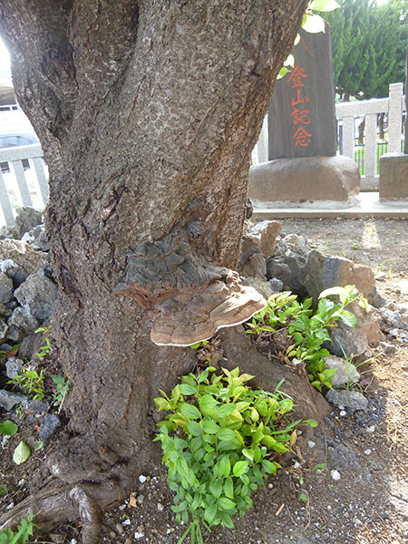 OTHER PHOTO：八坂神社（津田沼）